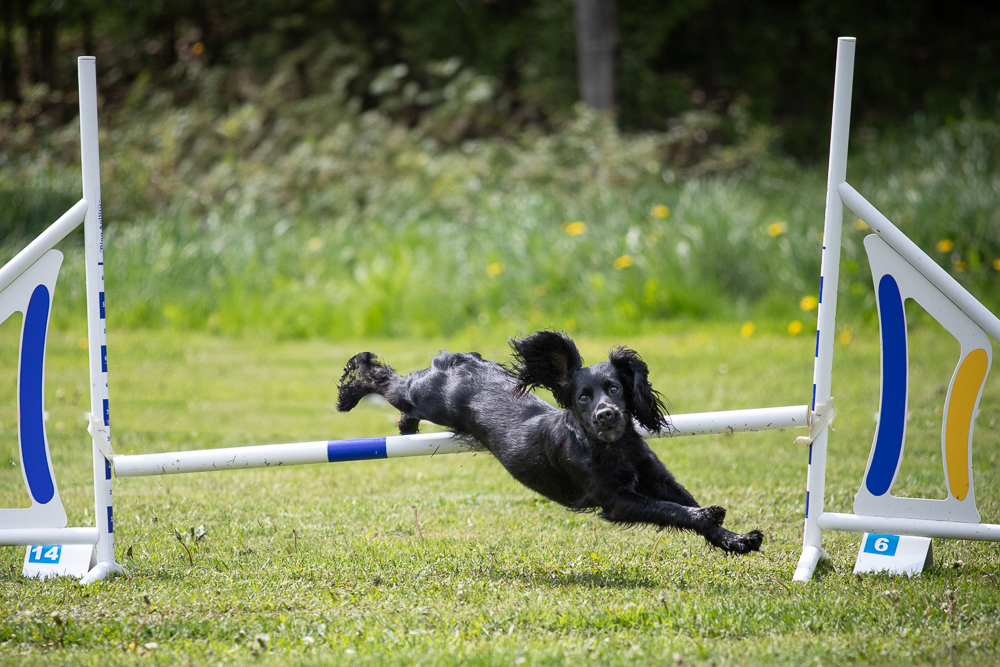 Agility i Hultsfred