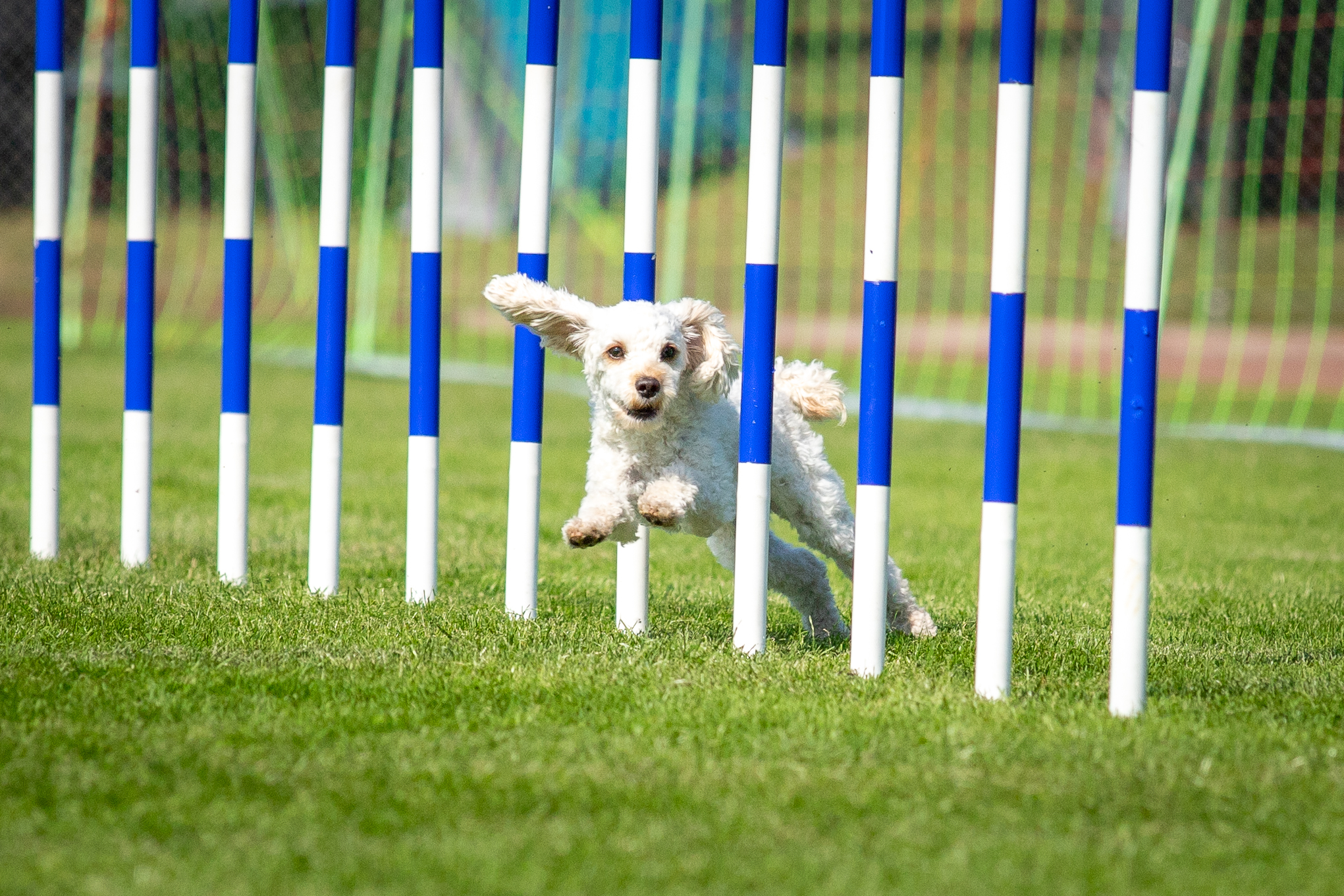 Bilder från Hundfredsfestivalen