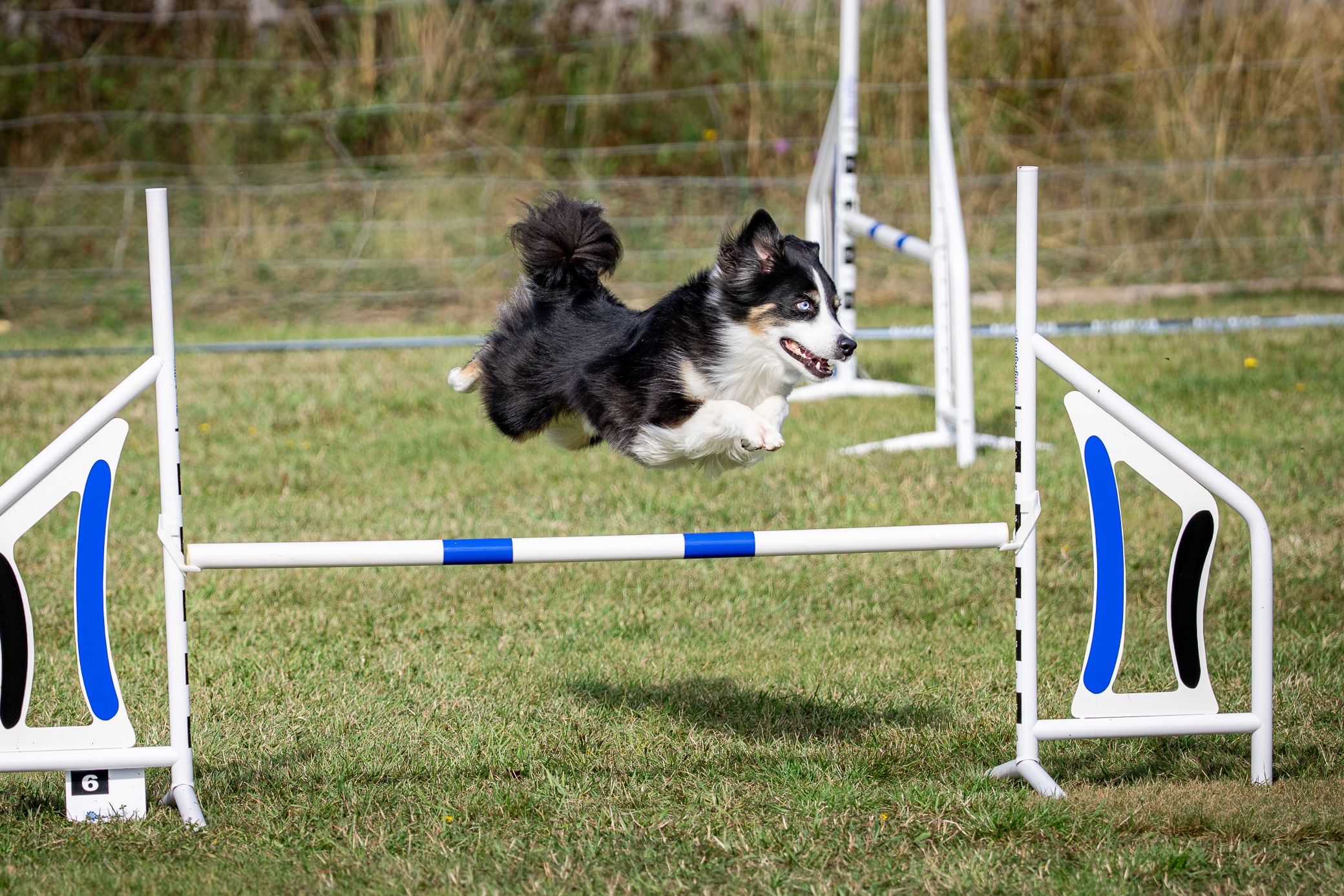 Foton från agilityhopp i Hultsfred 7 september