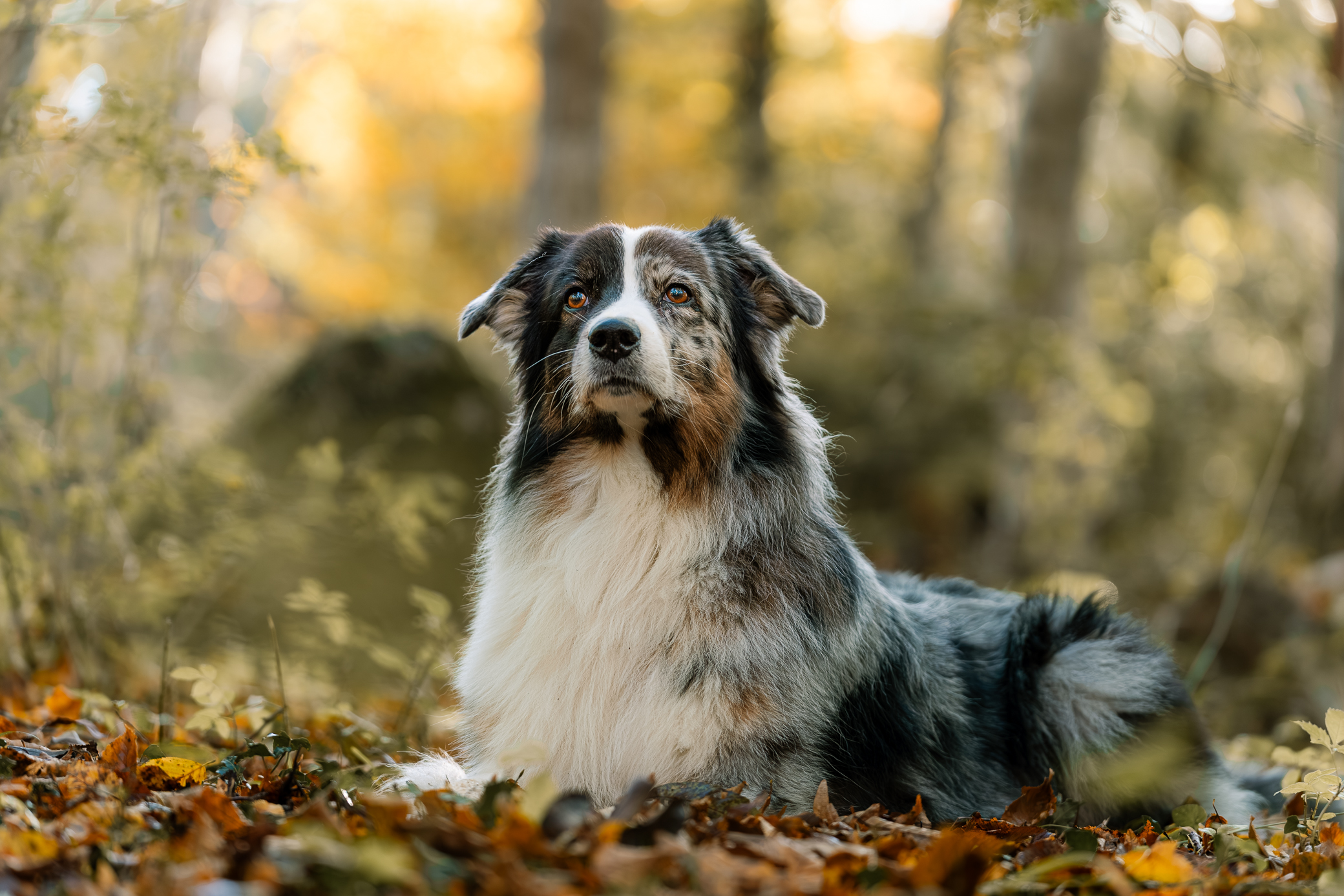 Passa på att boka fotografering till jul